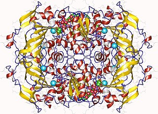 <span class="mw-page-title-main">L-arabinitol 4-dehydrogenase</span>