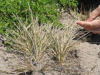 <i>Agrostis blasdalei</i> Species of flowering plant