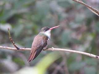 <span class="mw-page-title-main">Green-fronted hummingbird</span> Species of birds