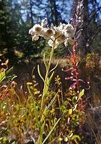 Anaphalis margaritacea (post flowering) near Blewett Pass, Kittitas County Washington