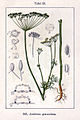 Anethum graveolens vol. 12 - plate 23 in: Jacob Sturm: Deutschlands Flora in Abbildungen (1796)