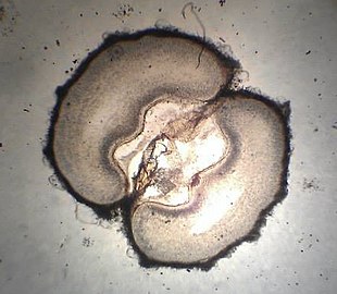 Cross-section of fruit