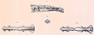 <i>Apatornis</i> Extinct genus of dinosaurs