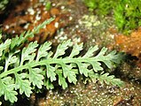 Fronda de Asplenium montanum.