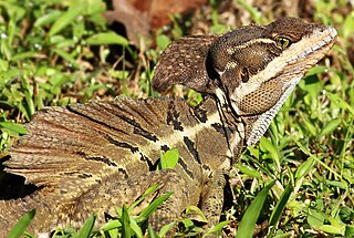 Corytophanidae Family of lizards