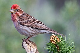 Camachuelo de Cassin (Haemorhous cassinii), un pinzón americano