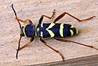 Clytus arietis (Echter Widderbock) [D]