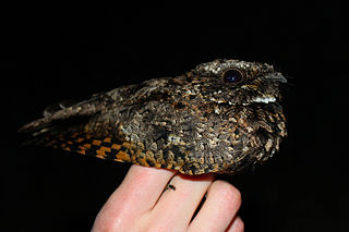 <span class="mw-page-title-main">Common poorwill</span> Species of bird