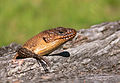 * Nomination Cunninghams skink Benjamint 07:52, 27 November 2007 (UTC) * Promotion Very nice. Ben Aveling 09:33, 27 November 2007 (UTC)