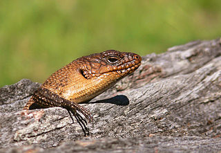 Cunninghams spiny-tailed skink Species of lizard