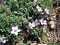 Habitus, zerteilte Blätter, Blüten und Früchte von Erodium foetidum