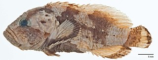 <i>Eschmeyer nexus</i> Species of fish