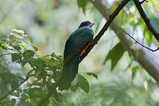 <span class="mw-page-title-main">Eared quetzal</span> Species of bird