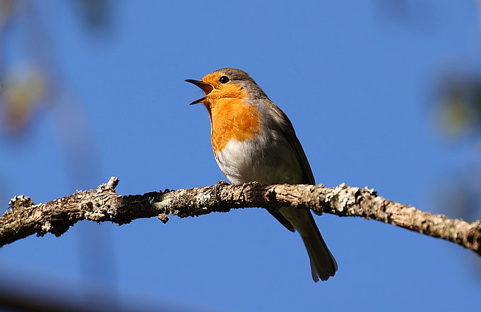 Rouge-gorge familier