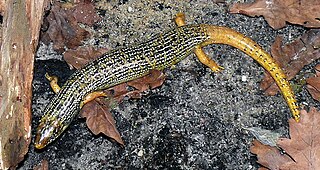 <i>Eurylepis taeniolata</i> Species of lizard