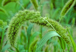 <span class="mw-page-title-main">Paniceae</span> Tribe of grasses