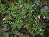 Geranium purpureum 3.jpg