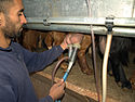 Goat milking on an organic farm in Israel.jpg