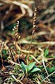 Goodyera repens