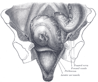 <span class="mw-page-title-main">Taenia coli</span> Ribbons of smooth muscle along the colon