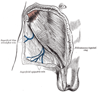 <span class="mw-page-title-main">Fascia of Scarpa</span> Deep membranous layer of the superficial fascia of the abdomen