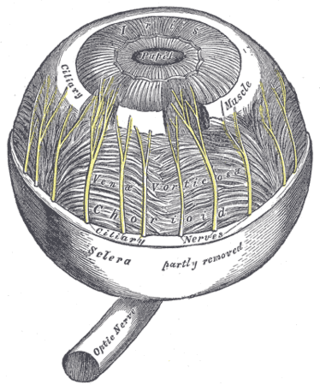 <span class="mw-page-title-main">Ciliary muscle</span> Eye muscle which is used for focussing