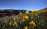 Helianthella uniflora