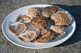 Assiette d'huîtres plates (ou « européennes » : Ostrea edulis).