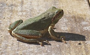 Hyla meridionalis de Ligurie