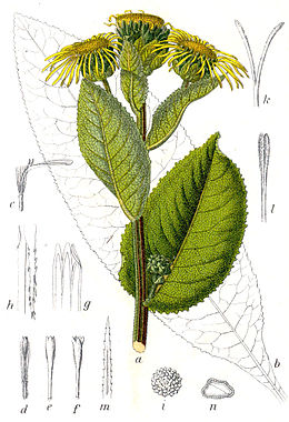 Aedvaak Inula helenium