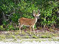 Image 31Key deer in the lower Florida Keys (from Geography of Florida)