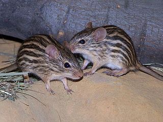 <span class="mw-page-title-main">Striped grass mouse</span> Genus of rodents