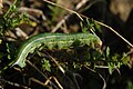 Chenille de Moro-sphinx sur un gaillet