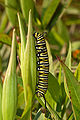 La mariposa monarca (danaus plexippus) es una especie de lepidóptero ninfálido. Es quizás la más conocida de todas las mariposas de América del Norte. Desde el siglo XIX ha sido introducida a Nueva Zelanda y a Australia. En Europa es residente en las Islas Canarias, Azores y Madeira, y se encuentra como una ocasional migrante en Europa Occidental. Sus alas presentan un patrón de color naranja y negro fácilmente reconocibles, con una envergadura de 8,9-10,2 cm. La hembra monarca tiene venas más oscuras en sus alas, y el macho tiene un lugar en el centro de una vena de cada ala posterior de la que se liberan feromonas, y además, es ligeramente más grande. Por Ram-Man.