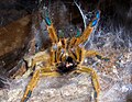 Sich aufbauende Vogelspinne (Pterinochilus murinus)