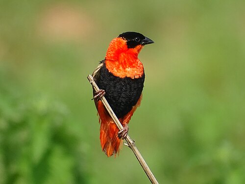 Oiseau Pendjari au Bénin Photograph: KOUAGOU Damien