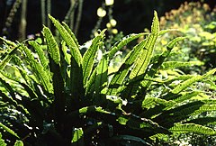 cervolanga asplenio (Asplenium scolopendrium)