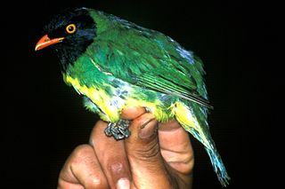 <span class="mw-page-title-main">Black-chested fruiteater</span> Species of bird