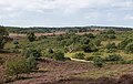 Dood hout, heide en bomen op de Posbank