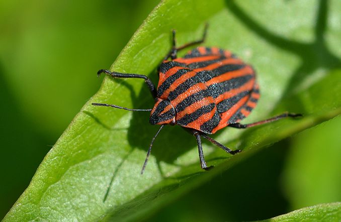 Punaise arlequin