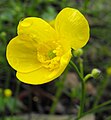 Ranunculus japonicus