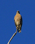 Buse à épaulettes (Buteo lineatus)