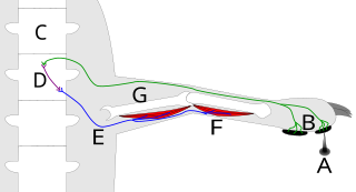 <span class="mw-page-title-main">Reflex arc</span> Neural pathway which controls a reflex