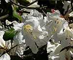 Rhododendron ciliicalyx