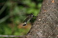 Robber fly resting