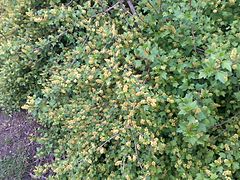 Groseillier des Alpes en fleurs.