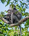 Purple-faced langur with baby