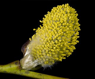 <span class="mw-page-title-main">Catkin</span> Cylindrical flower cluster