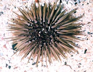 <i>Echinometra mathaei</i> Species of sea urchin