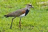 Southern Lapwing.jpg